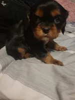 Sebastin, a male Cavalier King Charles Spaniel for sale in Mountain Home, AR – Photo 4 of 6