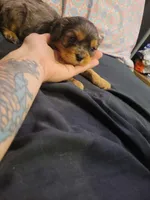 Damon, a male Cavalier King Charles Spaniel for sale in Mountain Home, AR – 2 of 6