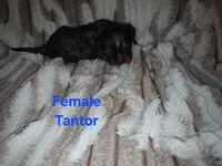 Tantor, a male Cavalier King Charles Spaniel for sale in Mountain Home, AR – 2 of 5