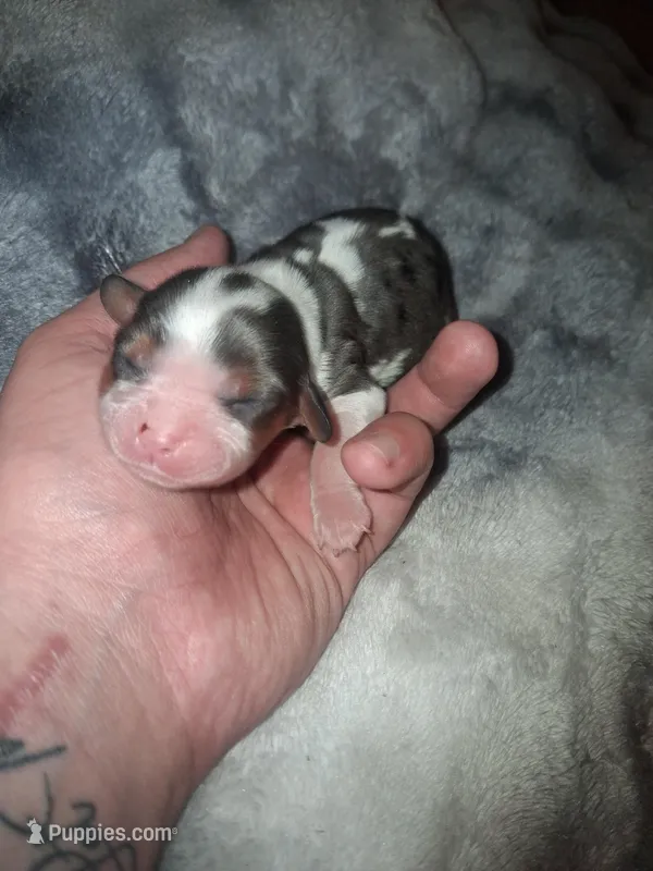 Katherine – Cavalier King Charles Spaniel puppy for sale in Mountain Home, AR