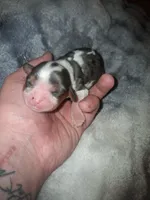 Katherine, a female Cavalier King Charles Spaniel for sale in Mountain Home, AR – Photo 1 of 3