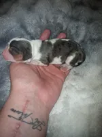 Katherine, a female Cavalier King Charles Spaniel for sale in Mountain Home, AR – Photo 3 of 3