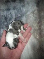 Katherine, a female Cavalier King Charles Spaniel for sale in Mountain Home, AR – Photo 2 of 3