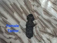 Tantor, a male Cavalier King Charles Spaniel for sale in Mountain Home, AR – 4 of 5