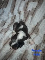 Kala, a female Cavalier King Charles Spaniel for sale in Mountain Home, AR – 3 of 3