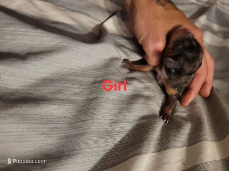 Female dapple – Cavalier King Charles Spaniel puppy for sale in Mountain Home, AR