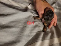 Female dapple, a male Cavalier King Charles Spaniel for sale in Mountain Home, AR – 1 of 1