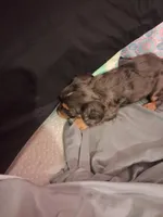 Stefan, a male Cavalier King Charles Spaniel for sale in Mountain Home, AR – 4 of 5