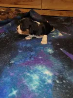 Mary Stuart, a female Cavalier King Charles Spaniel for sale in Mountain Home, AR – Photo 6 of 8