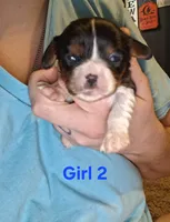 Mary Stuart, a female Cavalier King Charles Spaniel for sale in Mountain Home, AR – Photo 8 of 8