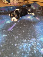 Mary Stuart, a female Cavalier King Charles Spaniel for sale in Mountain Home, AR – Photo 1 of 8