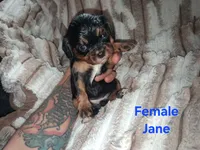 Jane, a female Cavalier King Charles Spaniel for sale in Mountain Home, AR – 2 of 4