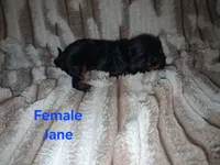 Jane, a female Cavalier King Charles Spaniel for sale in Mountain Home, AR – 3 of 4