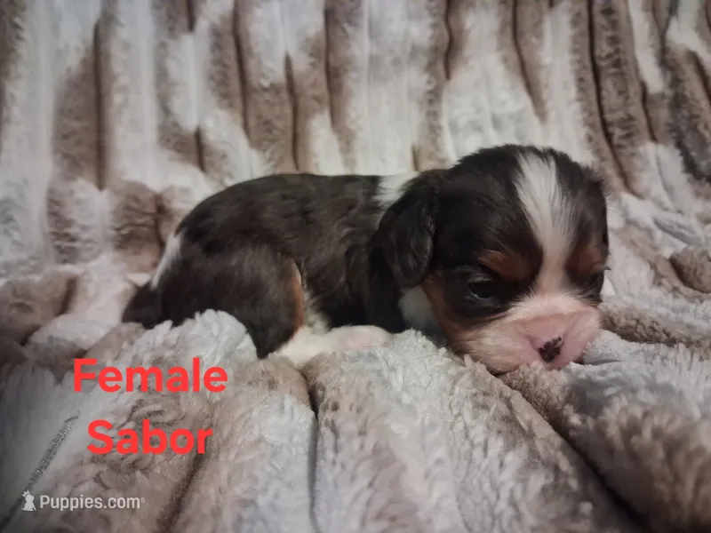 Sabor – Cavalier King Charles Spaniel puppy for sale in Mountain Home, AR
