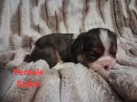 Sabor, a female Cavalier King Charles Spaniel for sale in Mountain Home, AR – 1 of 3