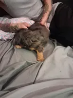 Stefan, a male Cavalier King Charles Spaniel for sale in Mountain Home, AR – 5 of 5
