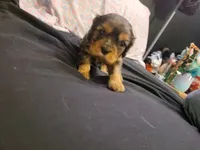 Damon, a male Cavalier King Charles Spaniel for sale in Mountain Home, AR – 6 of 6