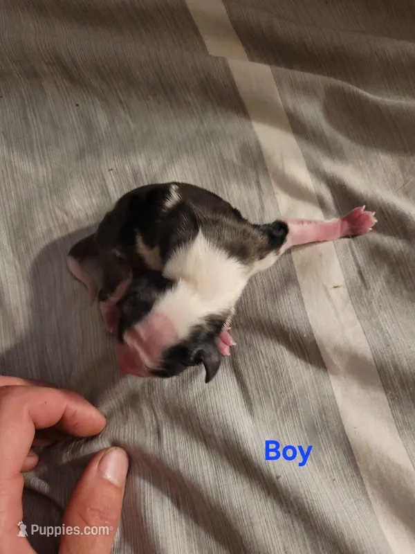 Male Merle – Cavalier King Charles Spaniel puppy for sale in Mountain Home, AR