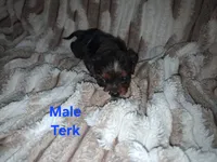 Terk, a male Cavalier King Charles Spaniel for sale in Mountain Home, AR – 3 of 3