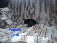 Jane, a female Cavalier King Charles Spaniel for sale in Mountain Home, AR – 1 of 4