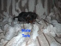 Terk, a male Cavalier King Charles Spaniel for sale in Mountain Home, AR – 2 of 3