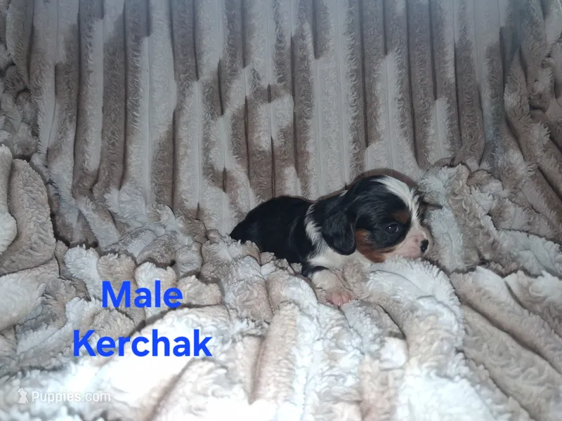 Kerchak – Cavalier King Charles Spaniel puppy for sale in Mountain Home, AR