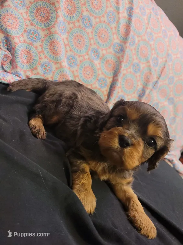 Damon – Cavalier King Charles Spaniel puppy for sale in Mountain Home, AR