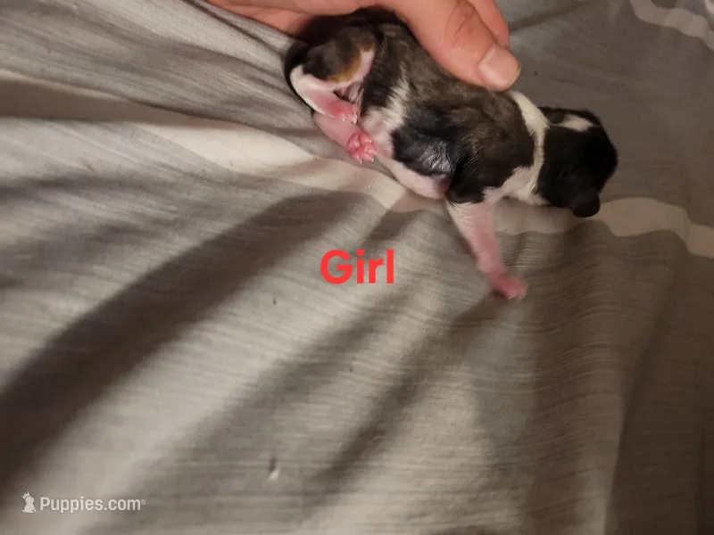 Female Merle – Cavalier King Charles Spaniel puppy for sale in Mountain Home, AR