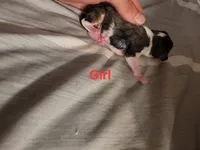 Female Merle, a female Cavalier King Charles Spaniel for sale in Mountain Home, AR – 1 of 1