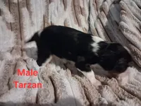 Tarzan, a male Cavalier King Charles Spaniel for sale in Mountain Home, AR – 2 of 5