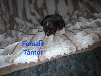 Tantor, a male Cavalier King Charles Spaniel for sale in Mountain Home, AR – 5 of 5