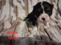Tarzan, a male Cavalier King Charles Spaniel for sale in Mountain Home, AR – 3 of 5