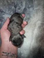 Damon, a male Cavalier King Charles Spaniel for sale in Mountain Home, AR – Photo 2 of 5