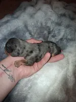 Damon, a male Cavalier King Charles Spaniel for sale in Mountain Home, AR – Photo 5 of 5