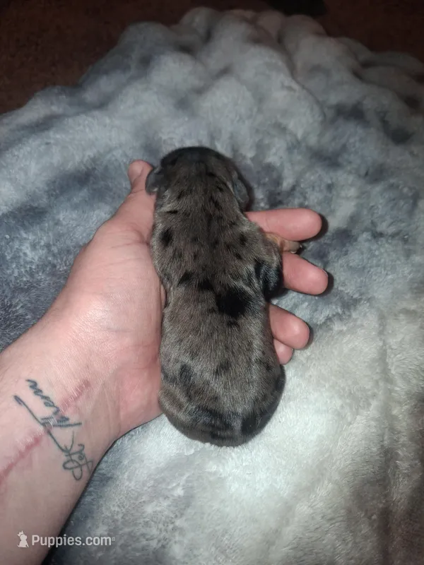 Damon – Cavalier King Charles Spaniel puppy for sale in Mountain Home, AR