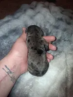 Damon, a male Cavalier King Charles Spaniel for sale in Mountain Home, AR – Photo 1 of 5