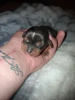 Damon, a male Cavalier King Charles Spaniel for sale in Mountain Home, AR – Photo 3 of 5