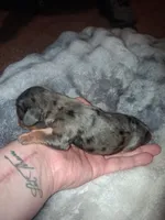 Damon, a male Cavalier King Charles Spaniel for sale in Mountain Home, AR – Photo 4 of 5