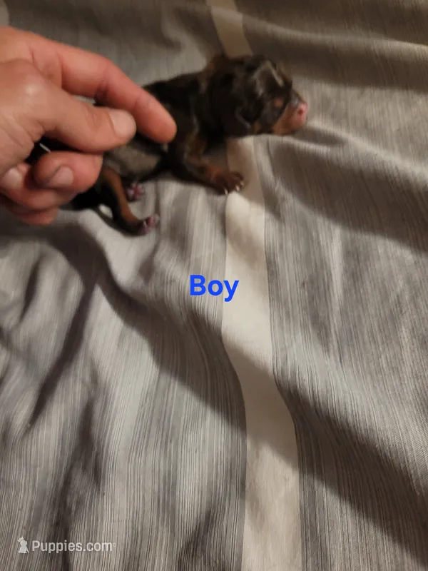 Male dapple – Cavalier King Charles Spaniel puppy for sale in Mountain Home, AR