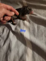 Male dapple, a male Cavalier King Charles Spaniel for sale in Mountain Home, AR – 1 of 1