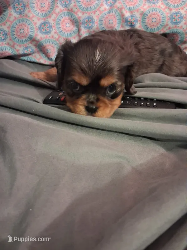 Stefan – Cavalier King Charles Spaniel puppy for sale in Mountain Home, AR