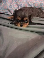 Stefan, a male Cavalier King Charles Spaniel for sale in Mountain Home, AR – 1 of 5