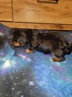 Lola, a female Cavalier King Charles Spaniel for sale in Mountain Home, AR – Photo 4 of 6