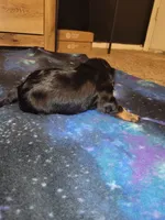 Lola, a female Cavalier King Charles Spaniel for sale in Mountain Home, AR – Photo 6 of 6