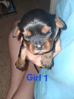 Lola, a female Cavalier King Charles Spaniel for sale in Mountain Home, AR – Photo 2 of 6