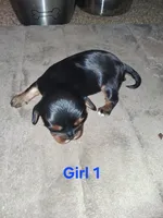 Lola, a female Cavalier King Charles Spaniel for sale in Mountain Home, AR – Photo 3 of 6