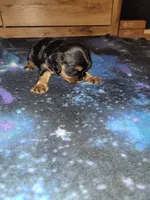 Lola, a female Cavalier King Charles Spaniel for sale in Mountain Home, AR – Photo 5 of 6