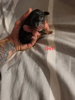 Girl Black Tan, a female Cavalier King Charles Spaniel for sale in Mountain Home, AR – 1 of 1