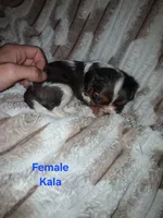 Kala, a female Cavalier King Charles Spaniel for sale in Mountain Home, AR – 2 of 3
