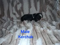 Kerchak, a male Cavalier King Charles Spaniel for sale in Mountain Home, AR – 2 of 3
